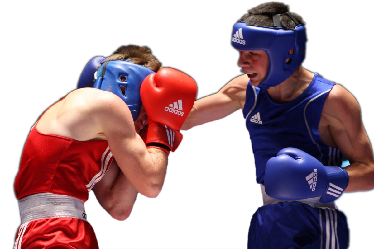 Боксер на белом фоне