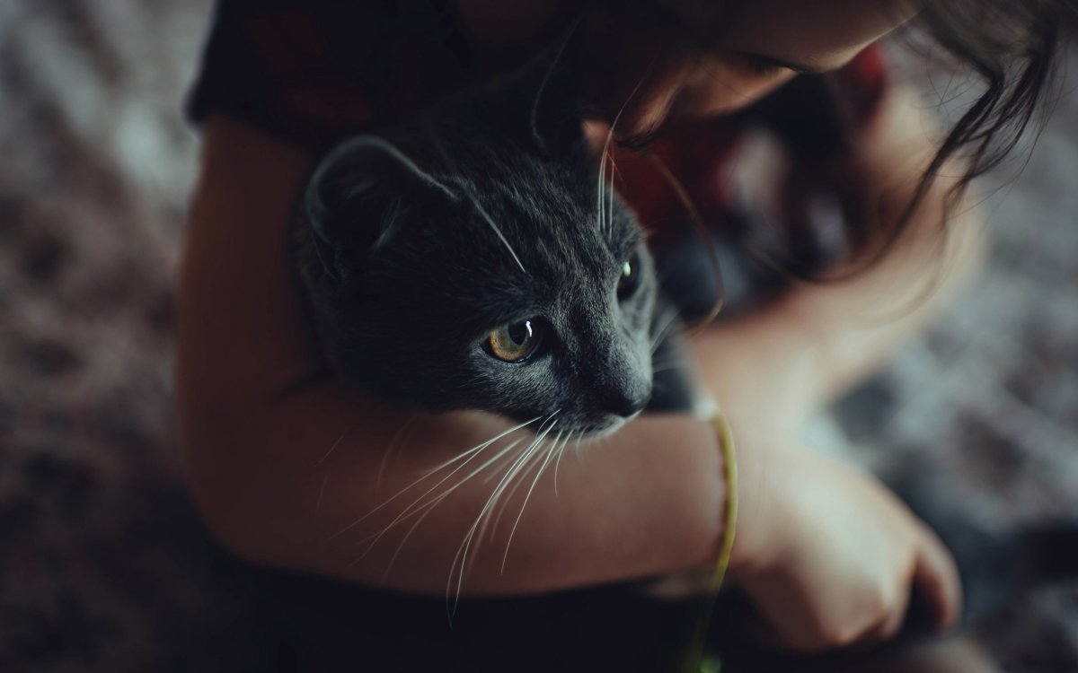 Девушка кошка