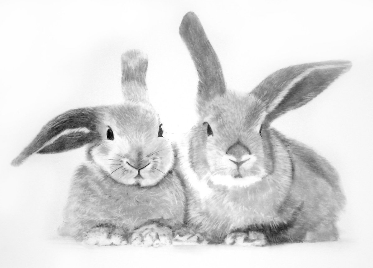Картинки для срисовки зайчики