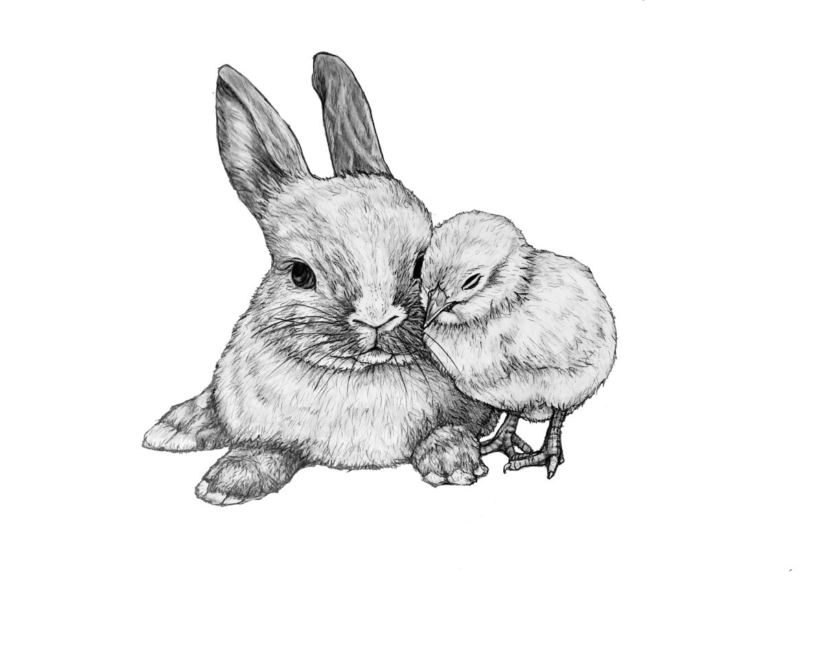 Кролики картинки нарисованные