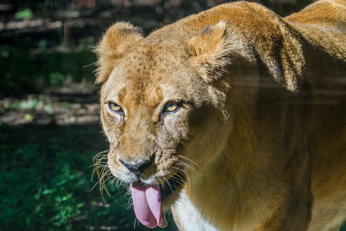 Морда львицы