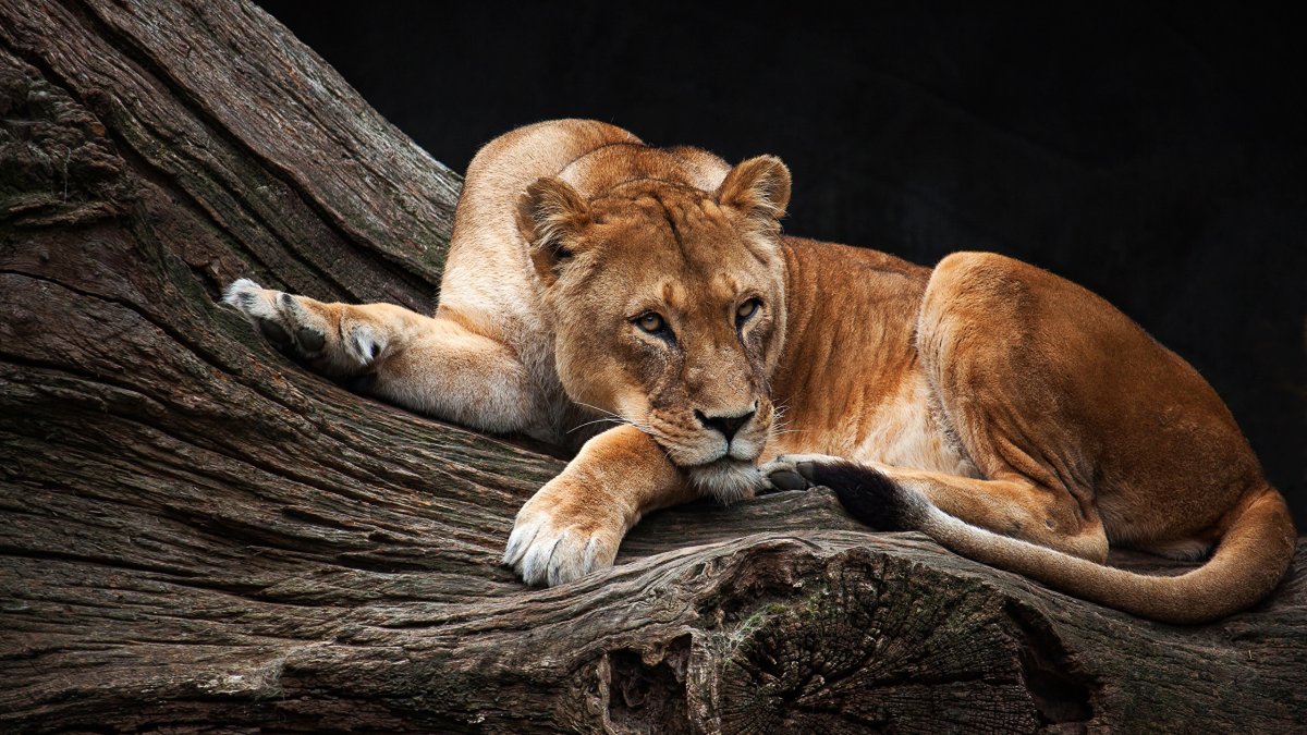 Грациозная львица