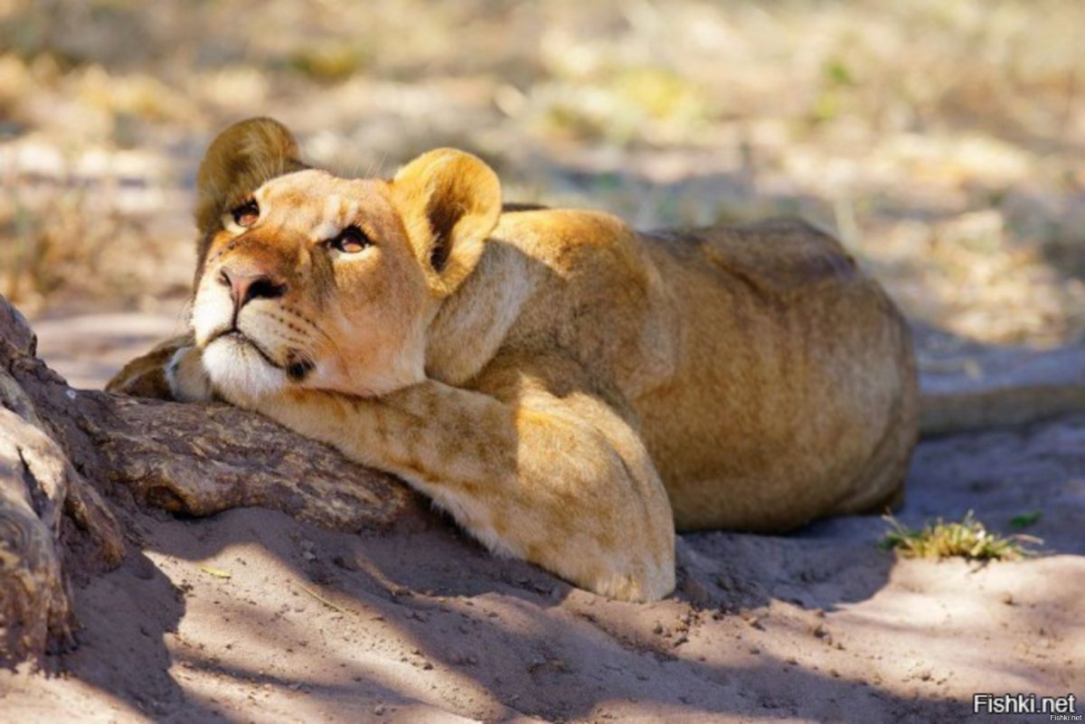 Красивая львица