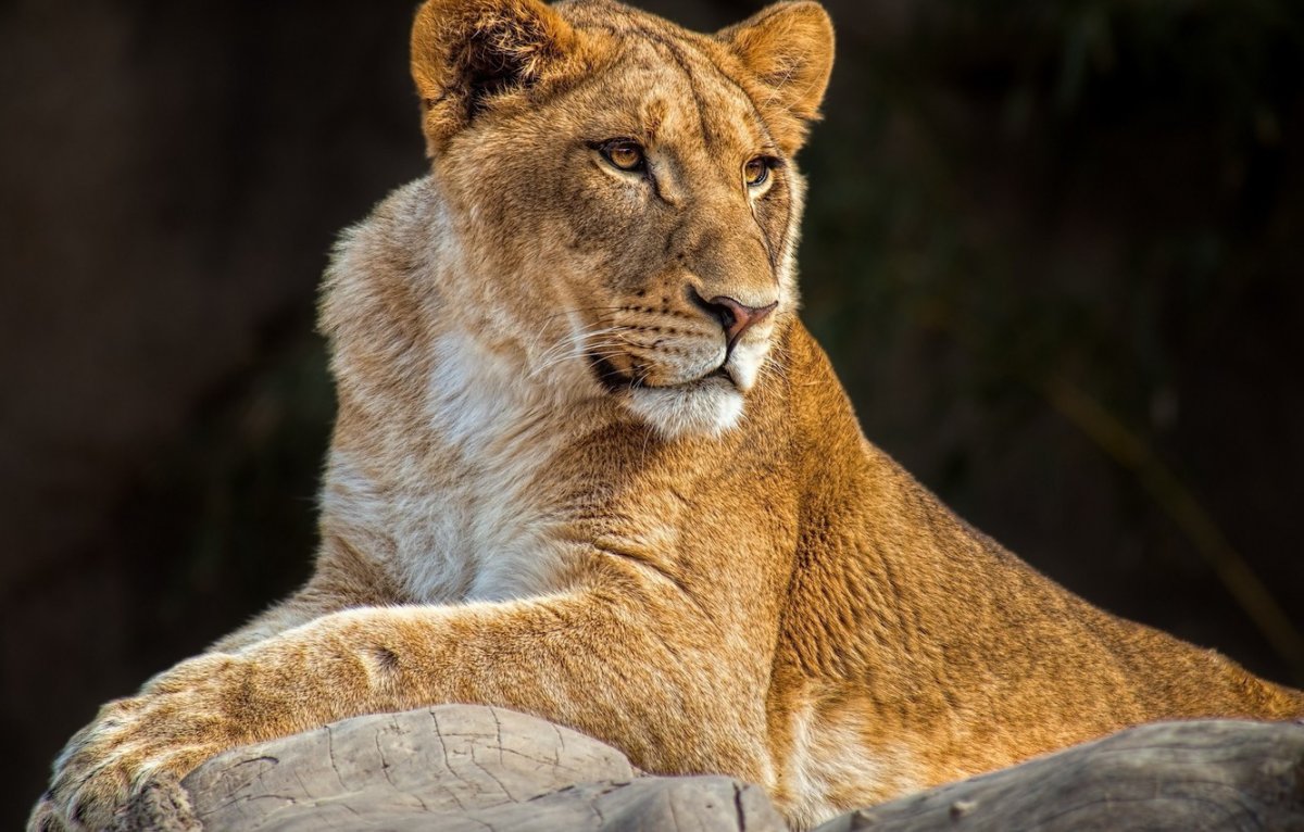 Львица лежит