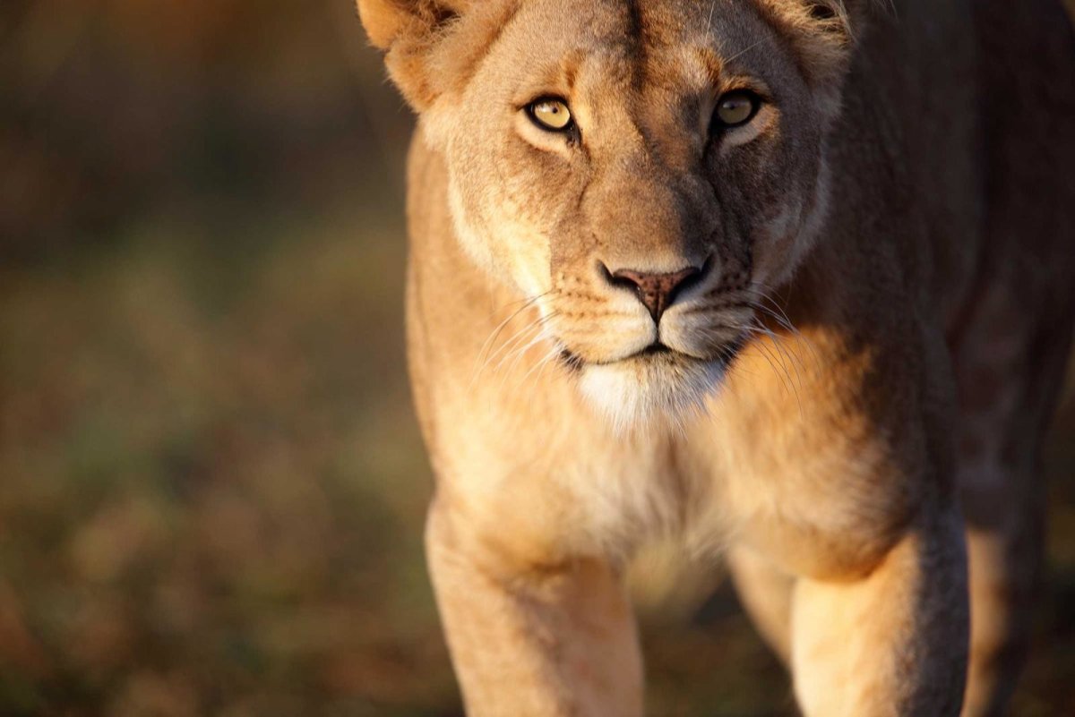 Грациозная львица