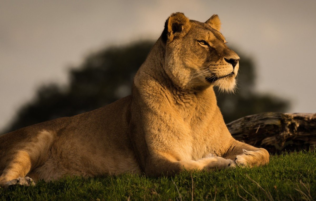 Грациозная львица