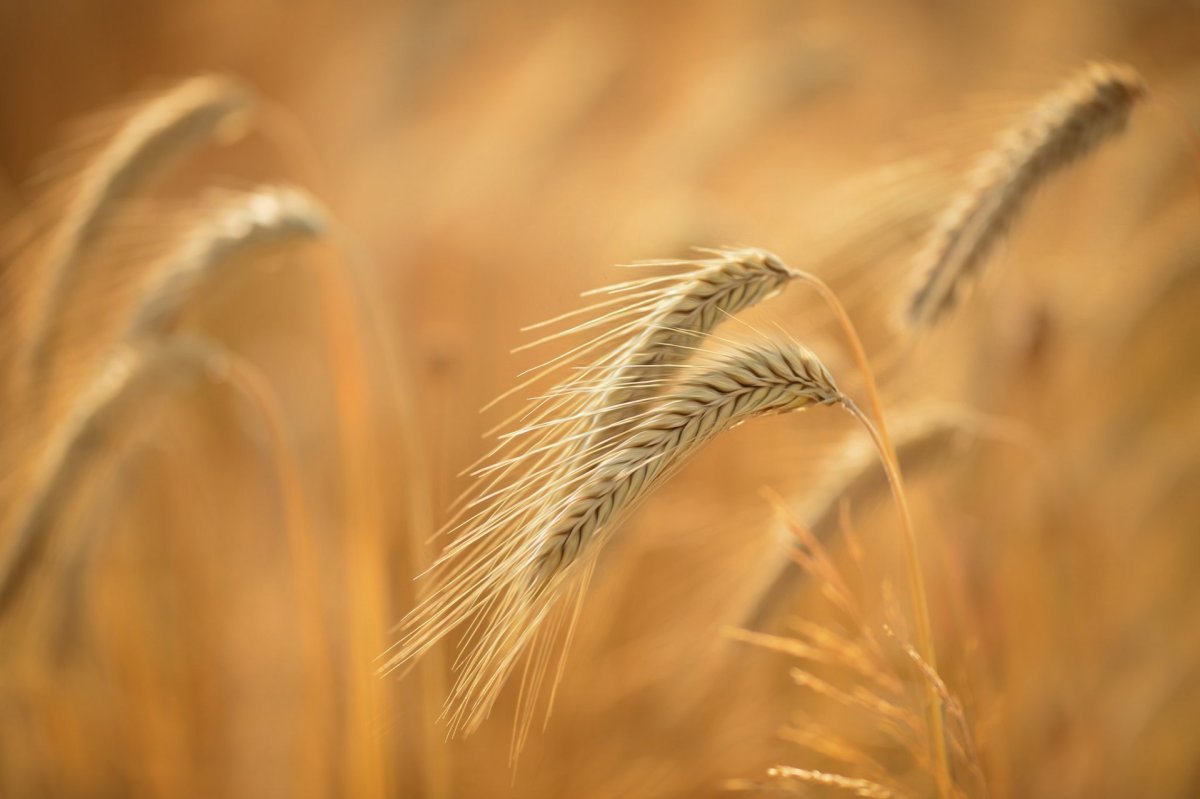 Колосья пшеницы