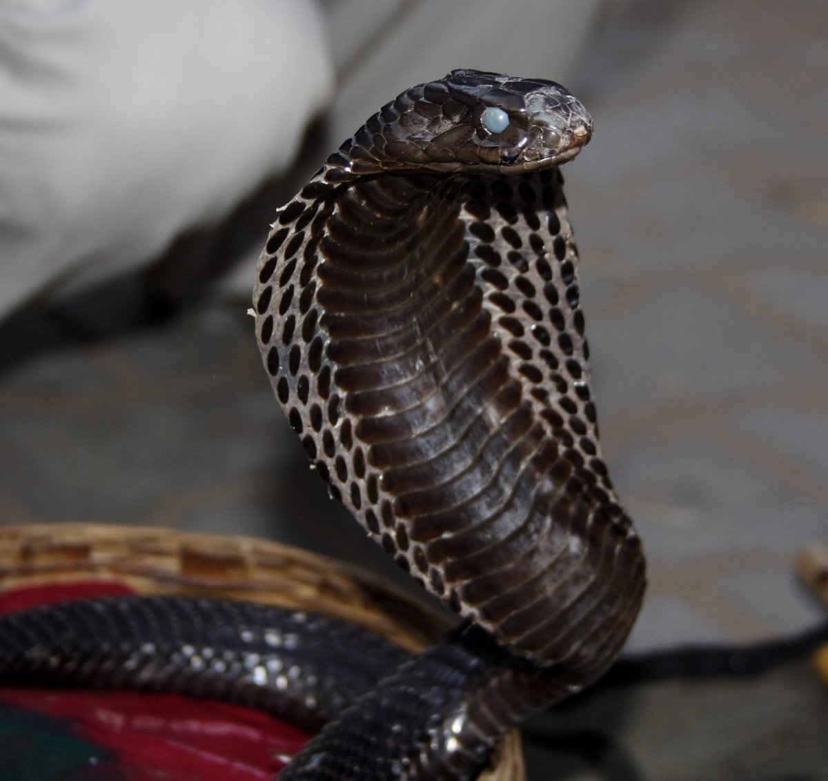 Королевская Кобра черная