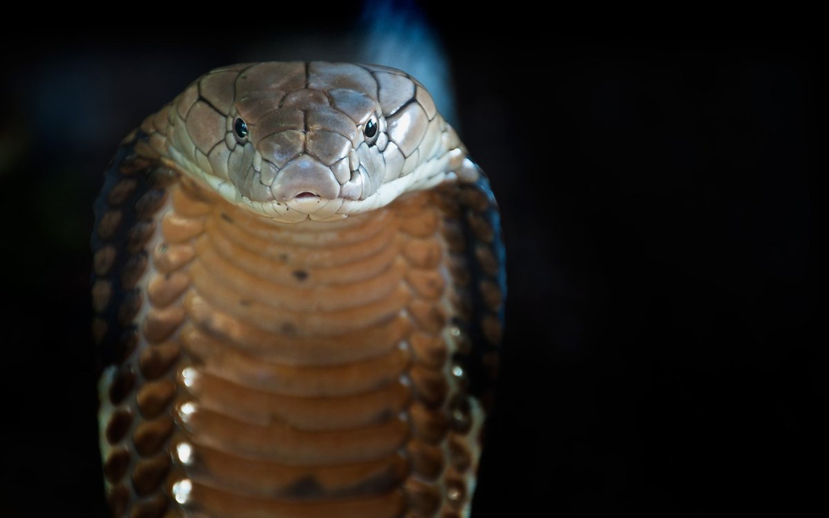 Чёрношеяя Кобра