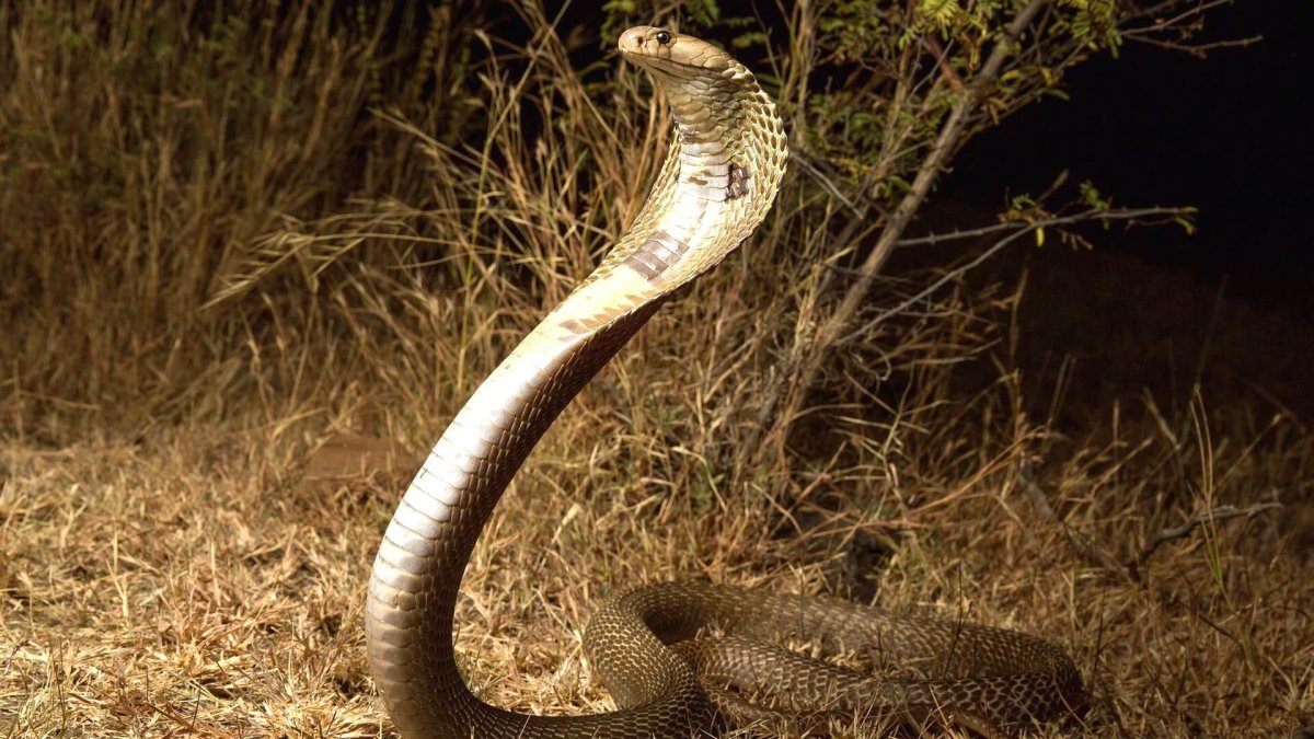 Королевская Кобра