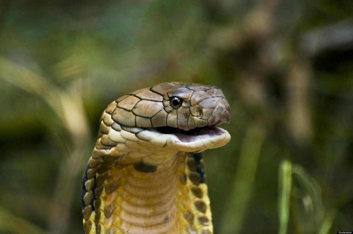 Королевская Кобра