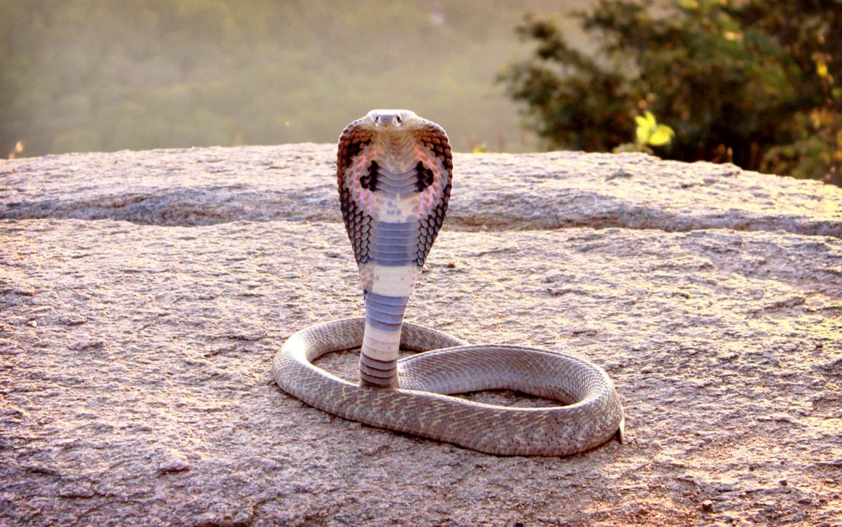 Индийская Кобра (Naja Naja)