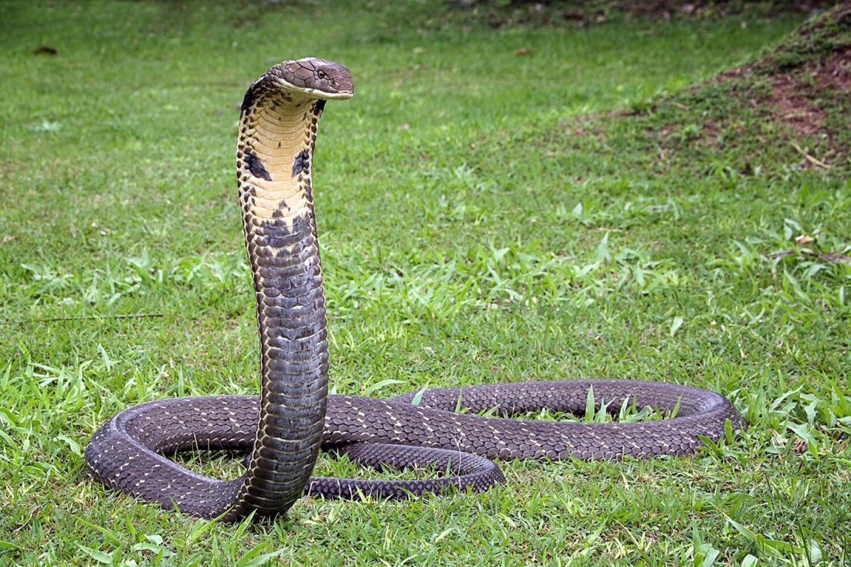 Змея Кобра Королевская