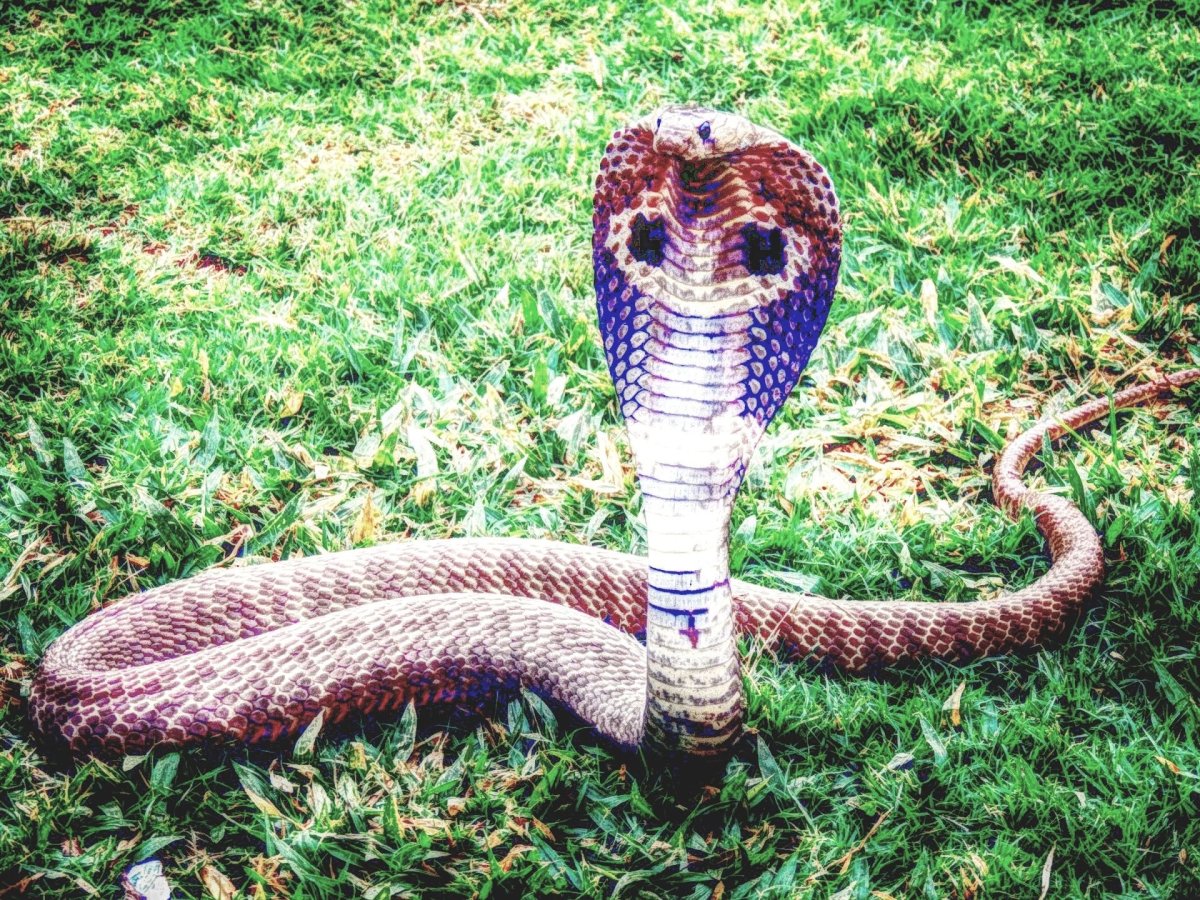 Семиглавая Кобра