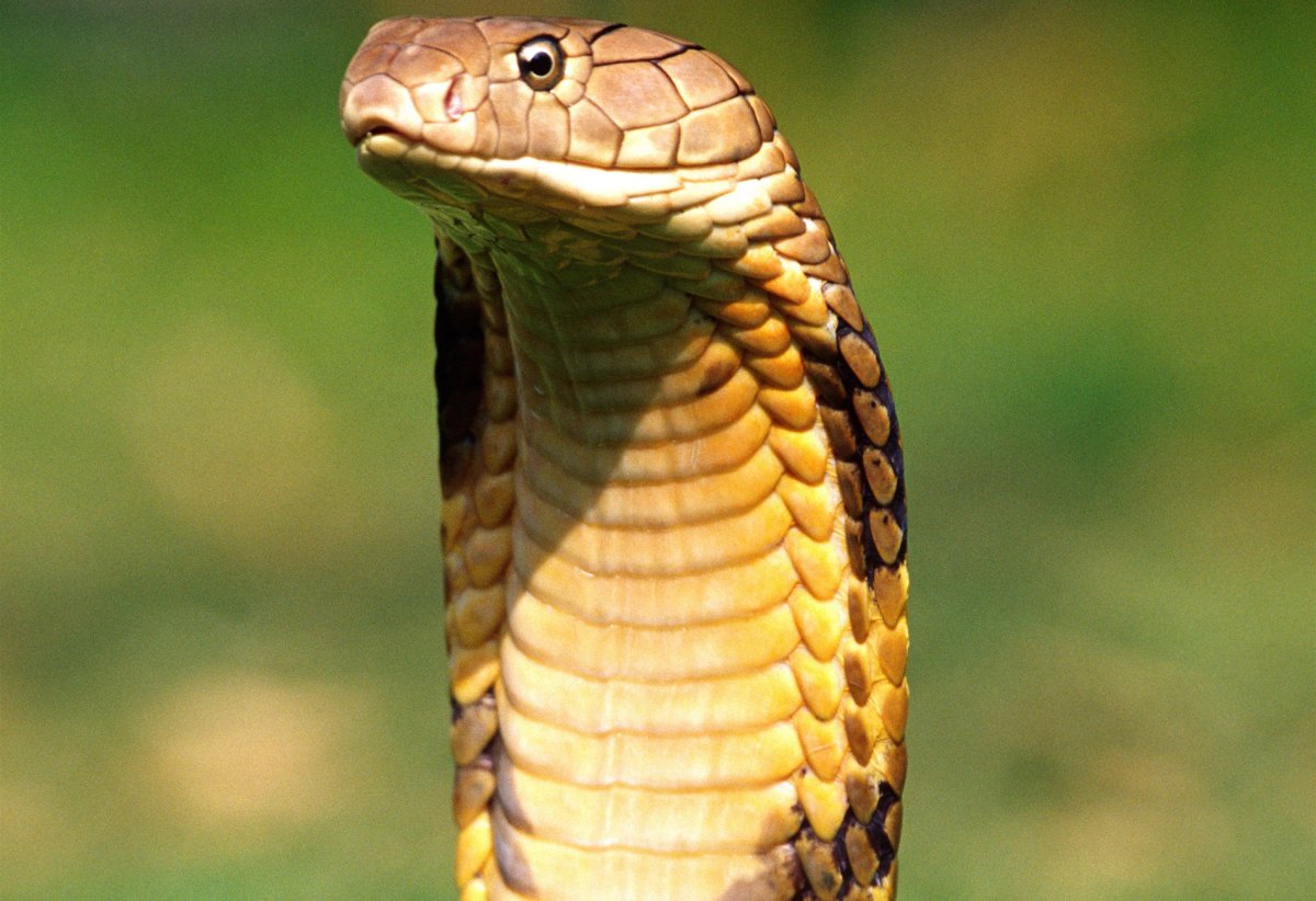 Змея Кобра Королевская