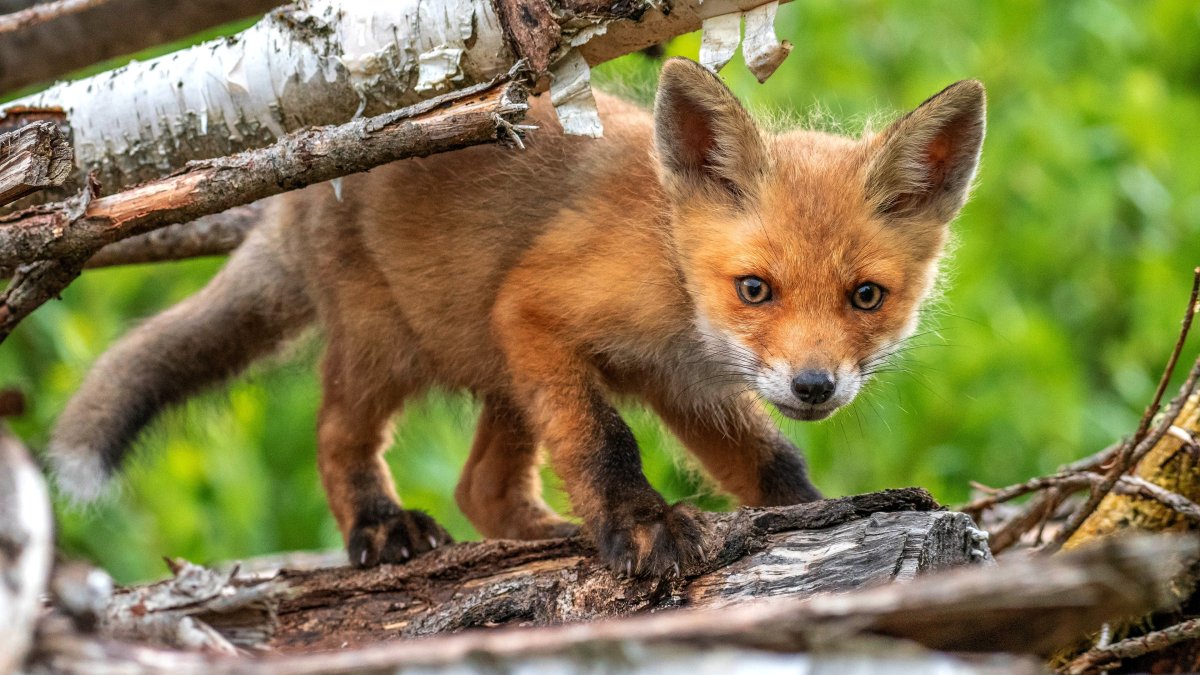 Маленький Лисенок