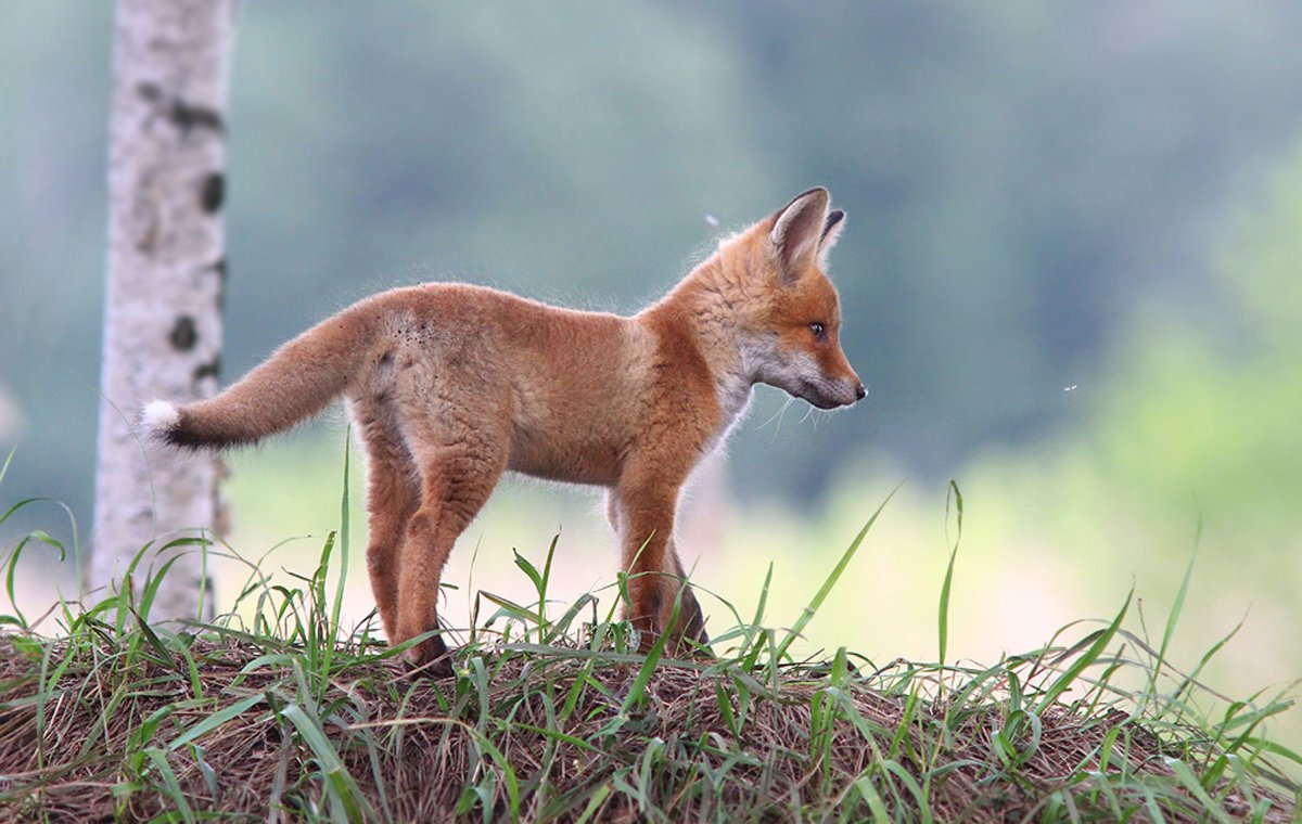 Лиса лиса лисята