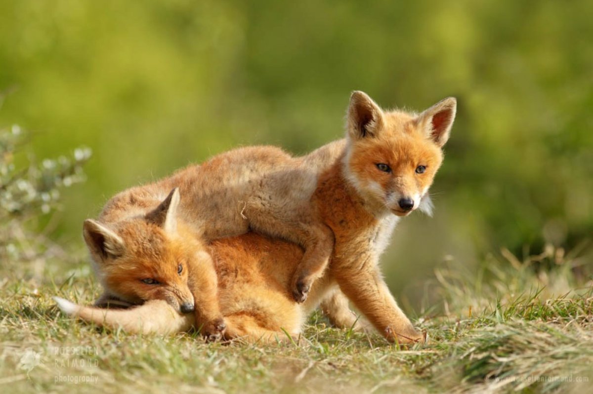 Лис лиса Лисенок