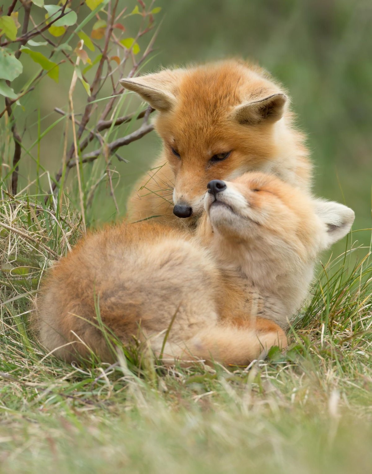 Лисы обнимаются