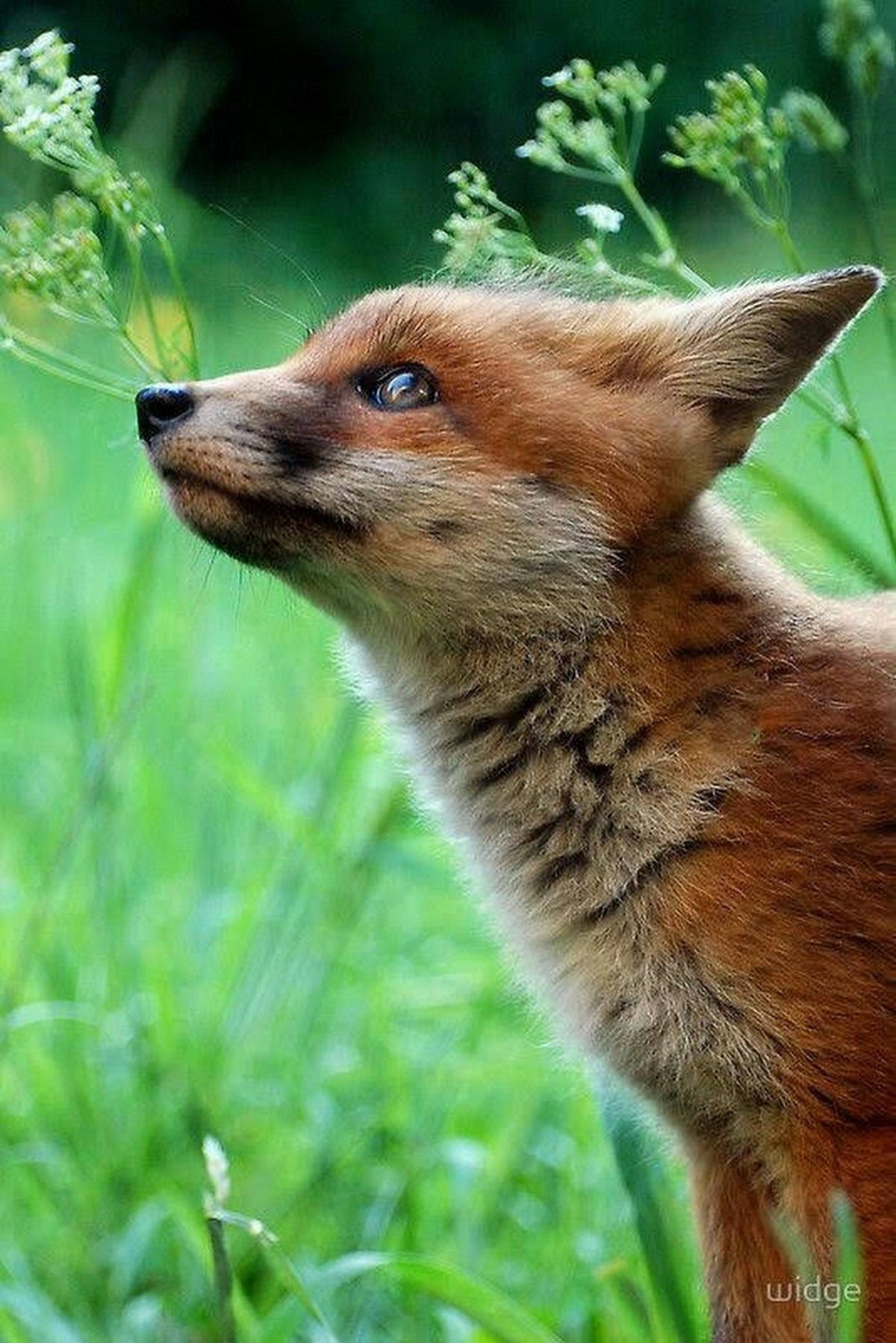 Бейби Фокс лиса