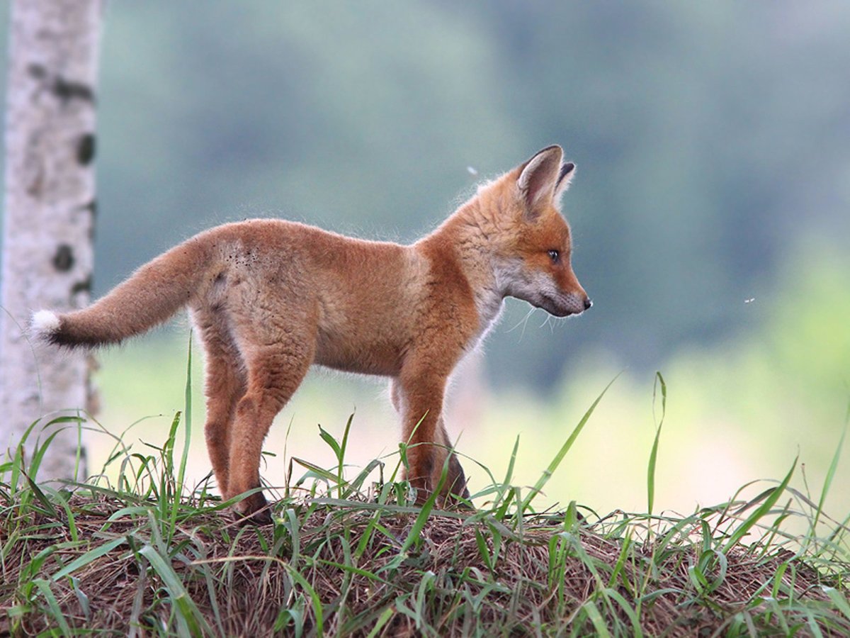 Маленький Лис