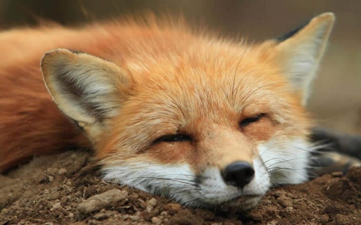 Дзао Кицунэ