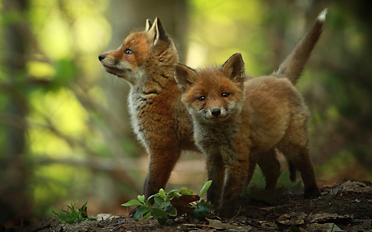 Лис – лиса - Лисенок (лисята)