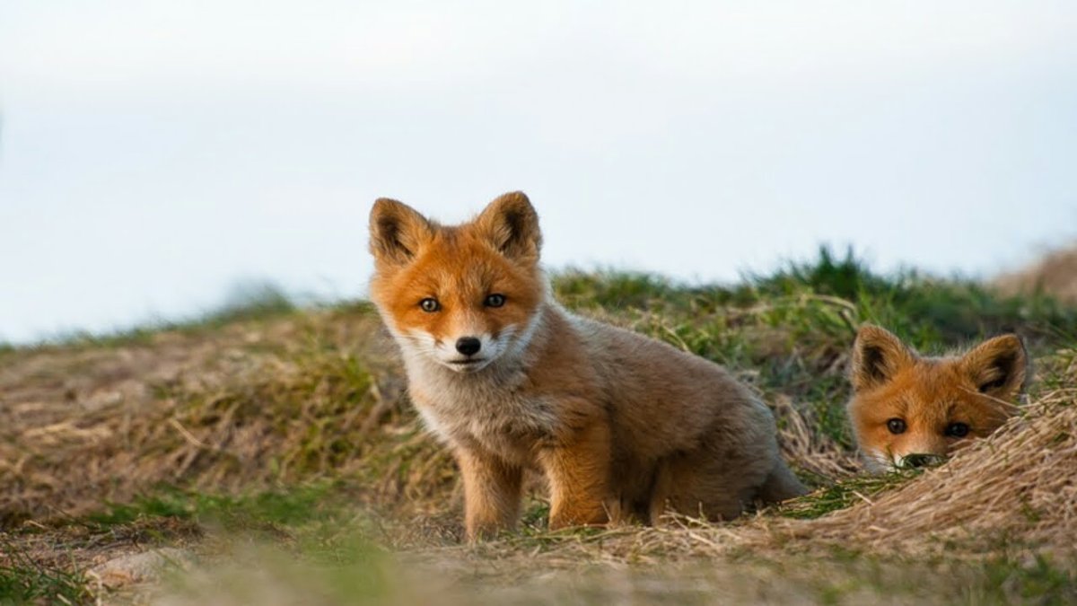 Лисята фото