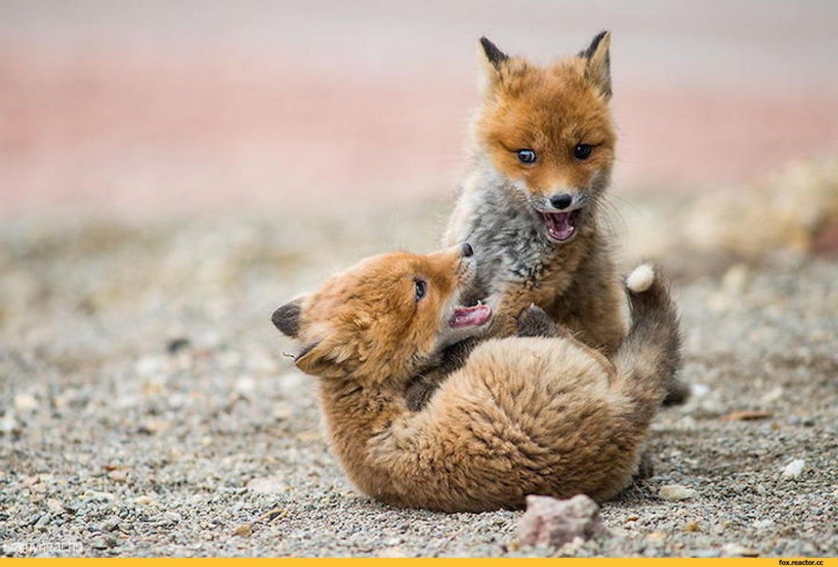 Играющие лисята