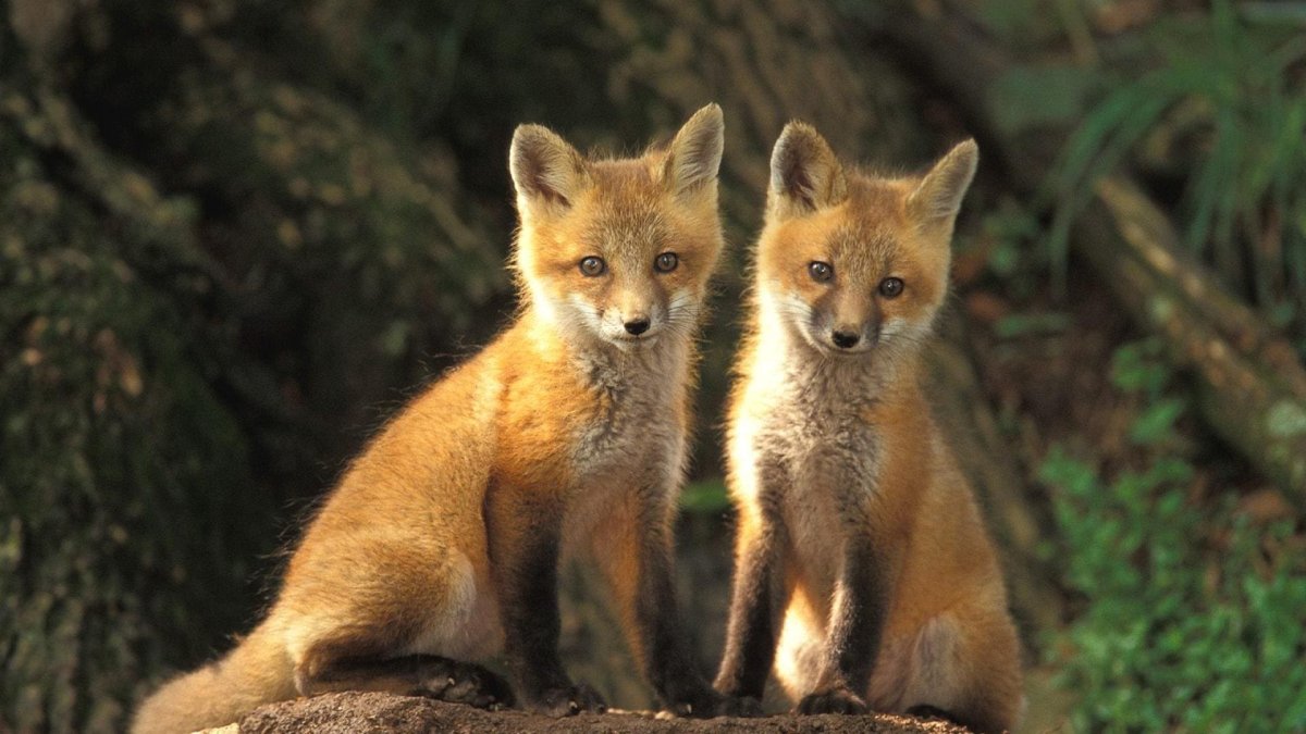 Две лисички