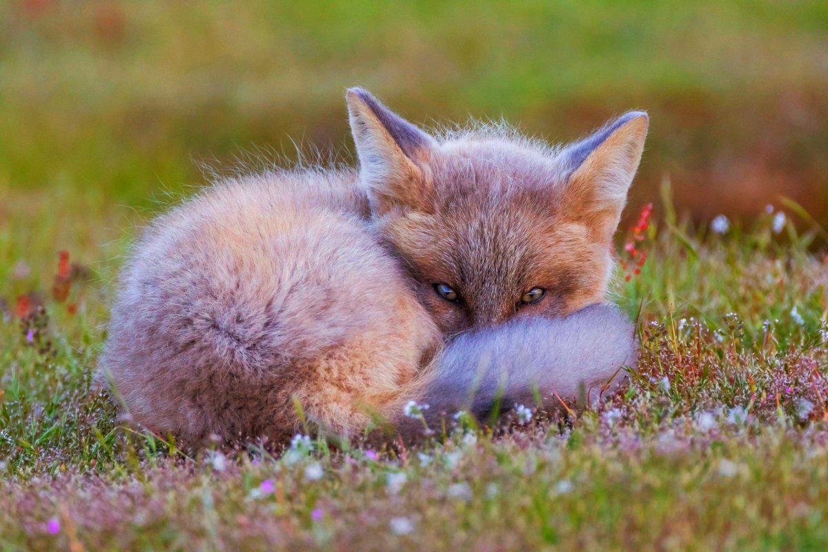 Милые лисята