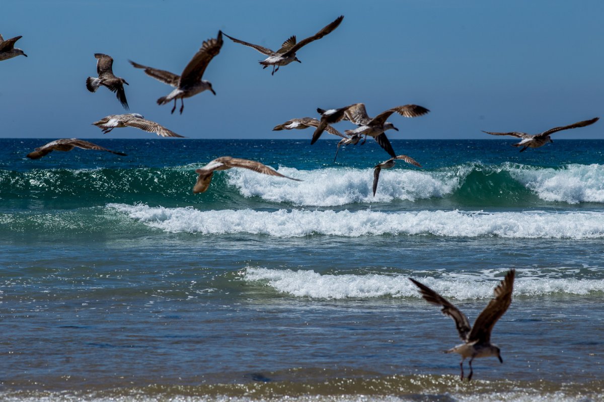 Чайка необычайка