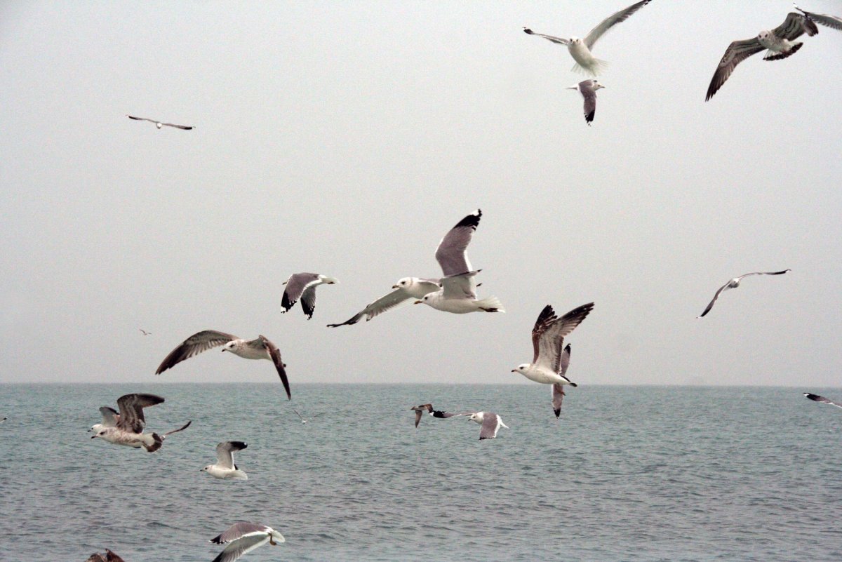 Альбатрос и Пеликан