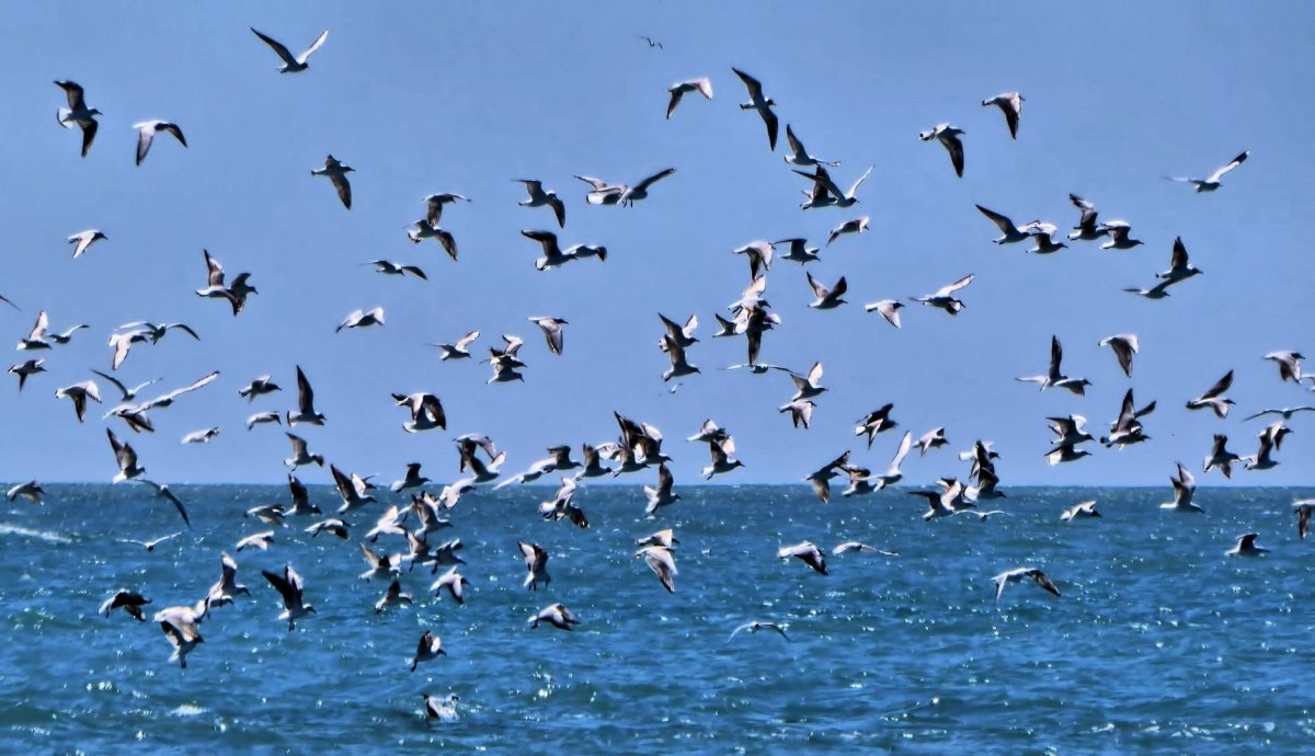 Для рабочего стола море Чайки