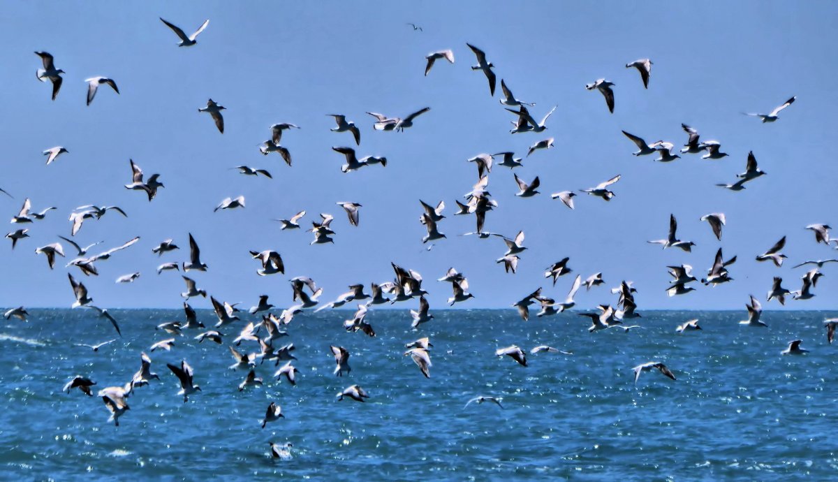 Море, Чайки