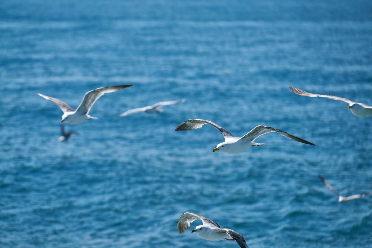 Море, Чайки