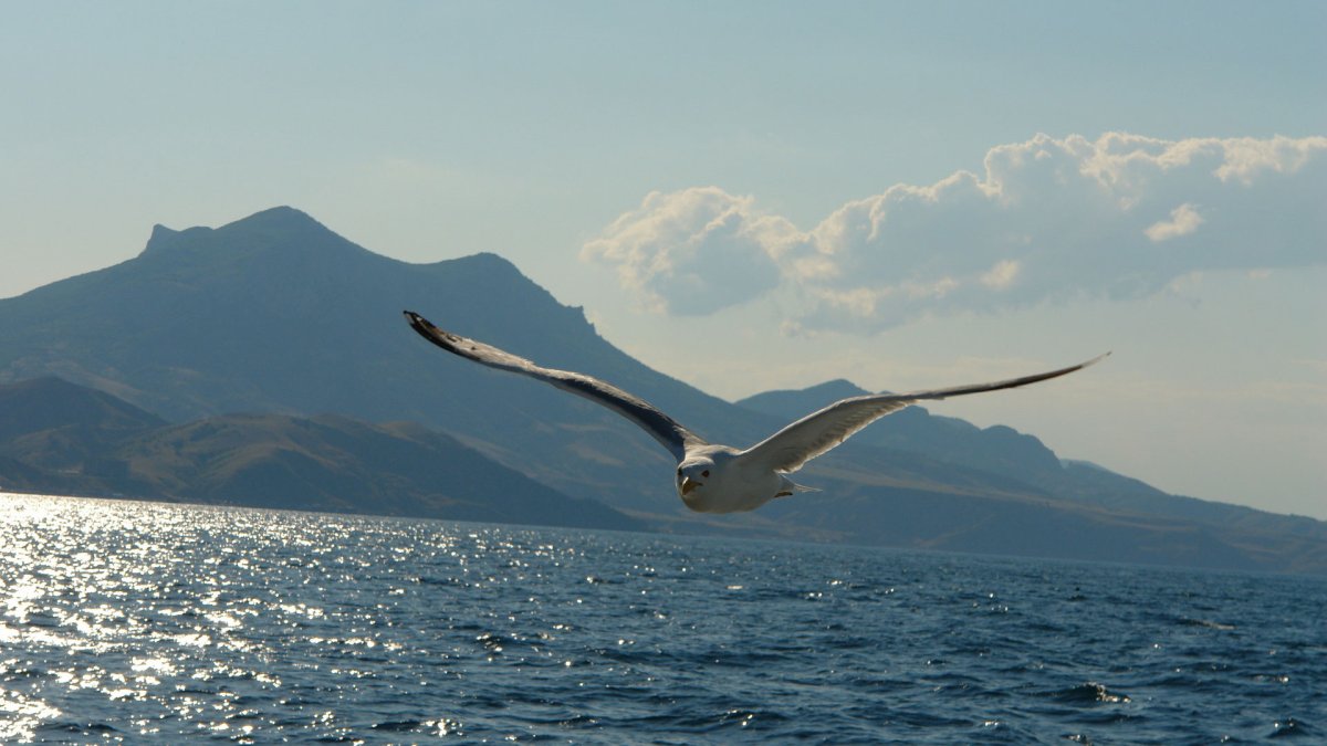 Чайки над морем