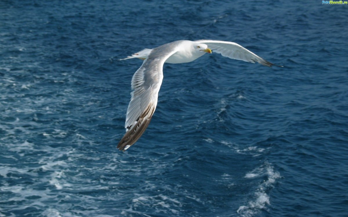 Альбатрос птица и Чайка