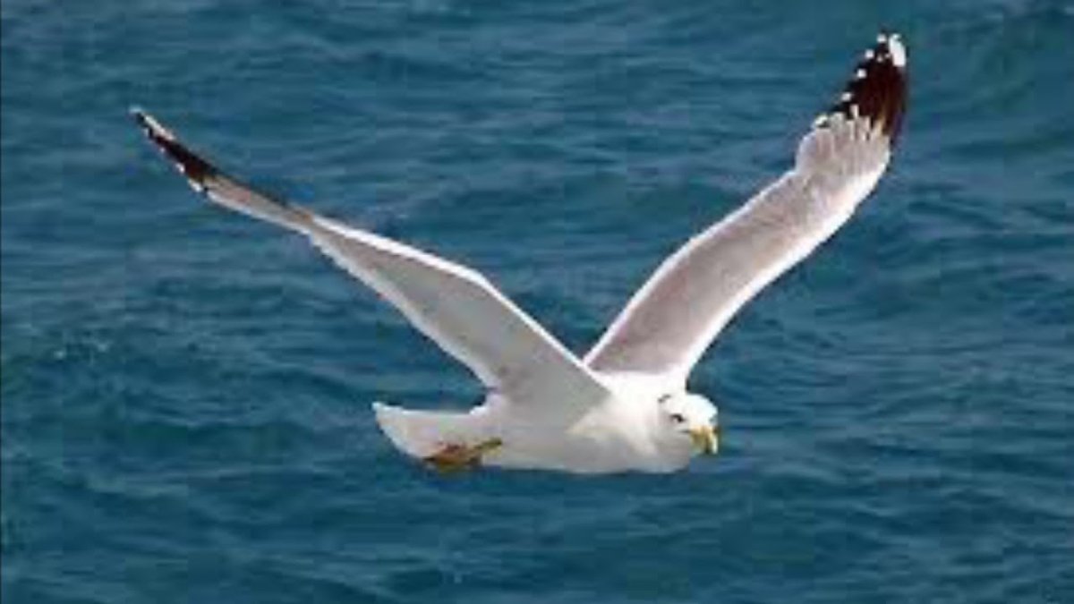 Альбатрос черное море