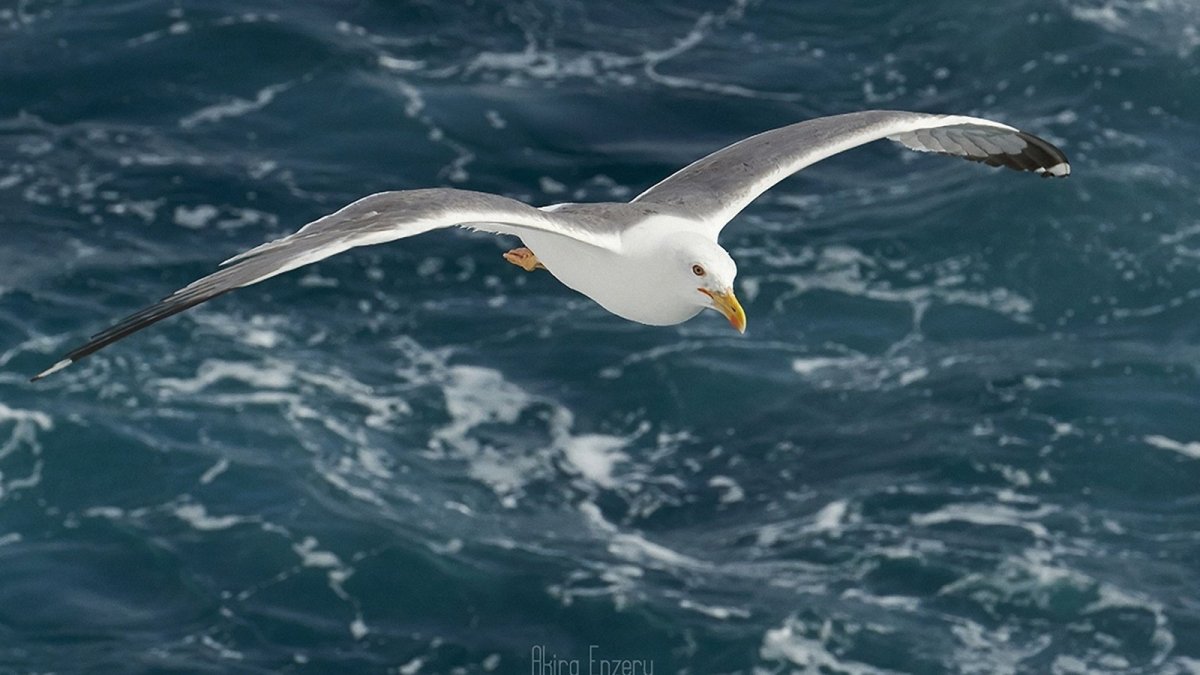 Чайка в полете над морем