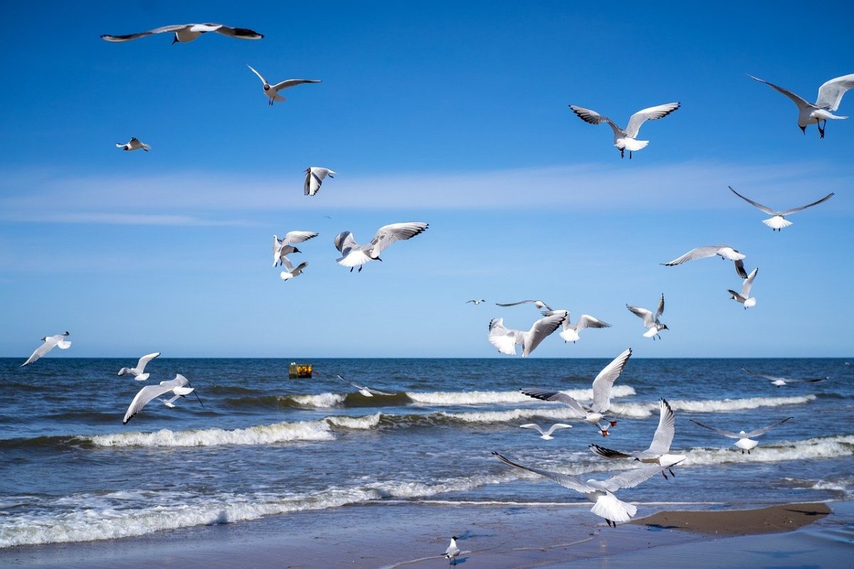 Чайки над берегом