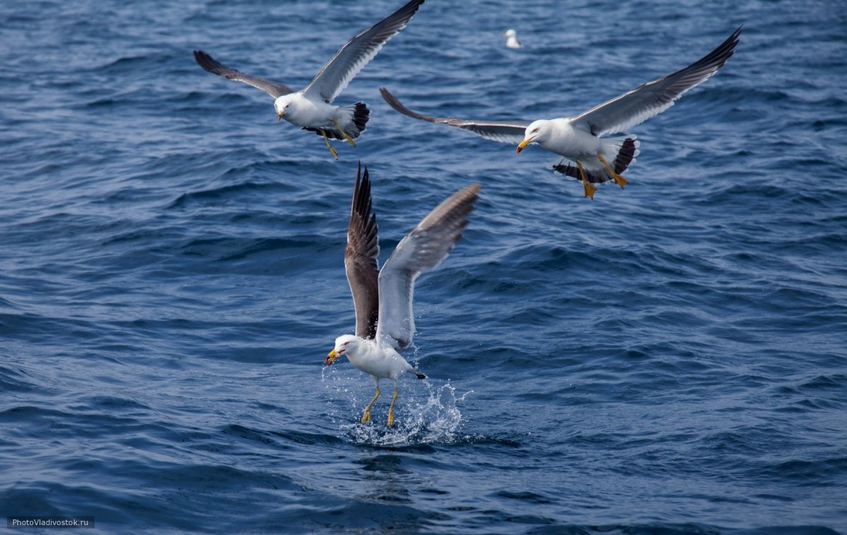 Море волны Чайки
