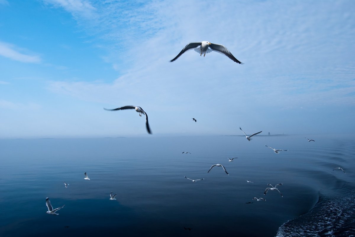 Чайка над морем