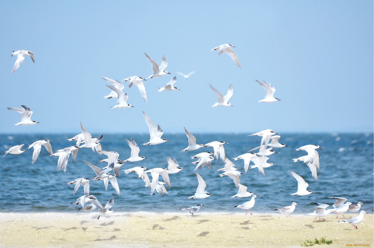 Серая морская Чайка