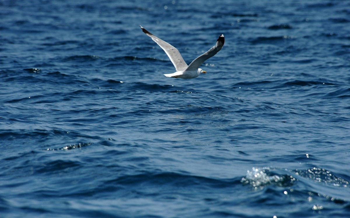 Чайка птица Геленджик