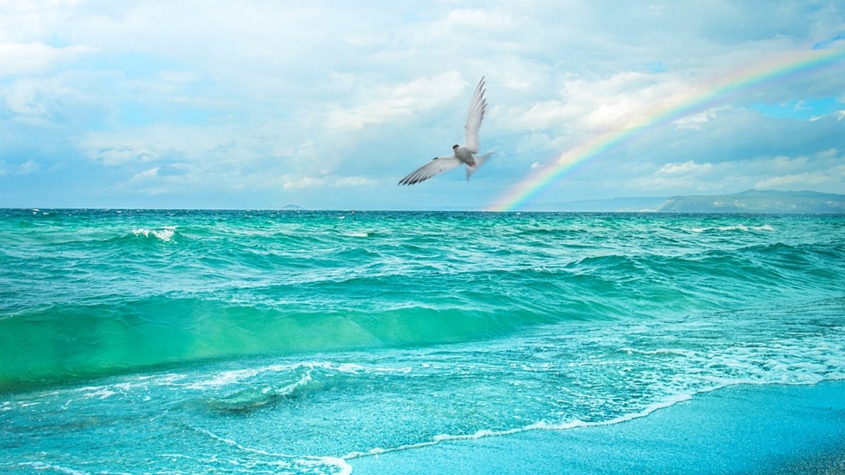 Стая чаек над морем