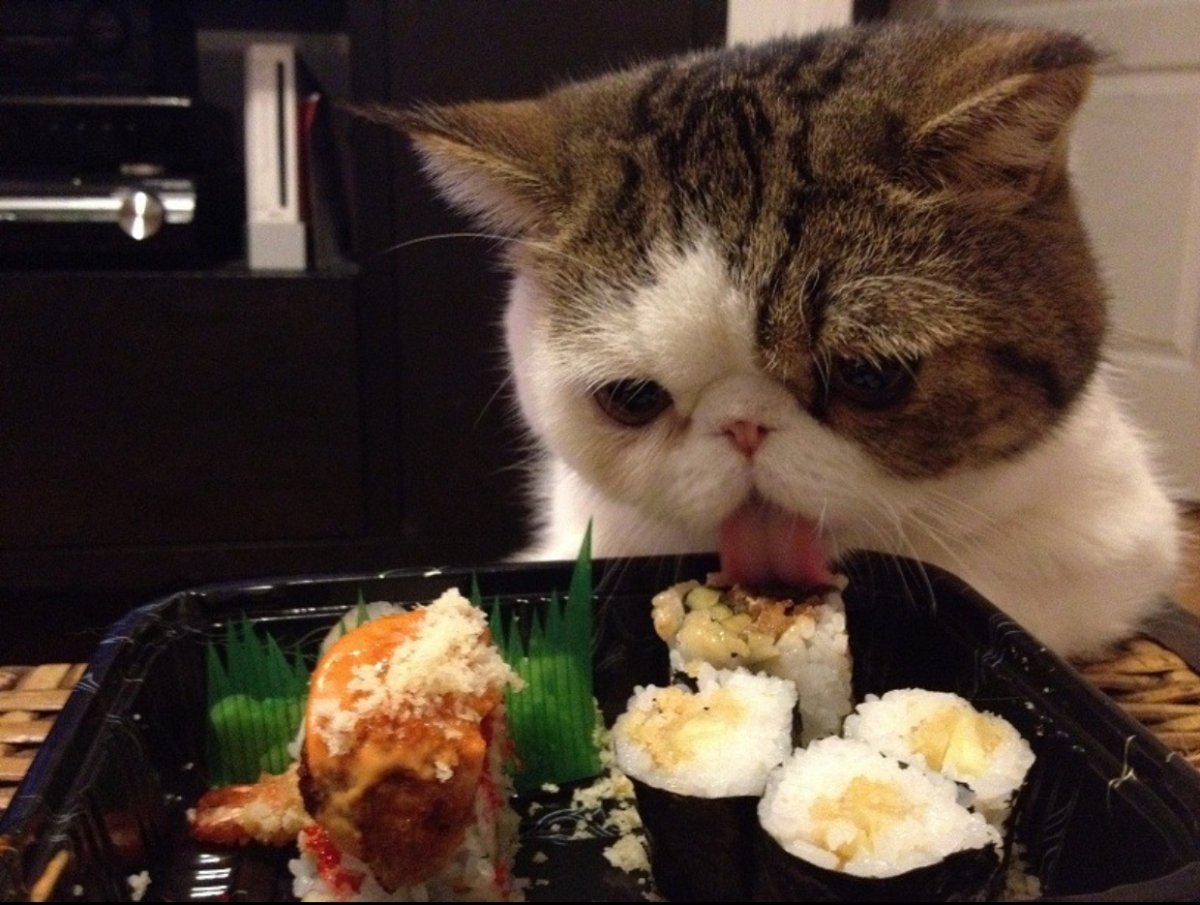 Кот ест роллы