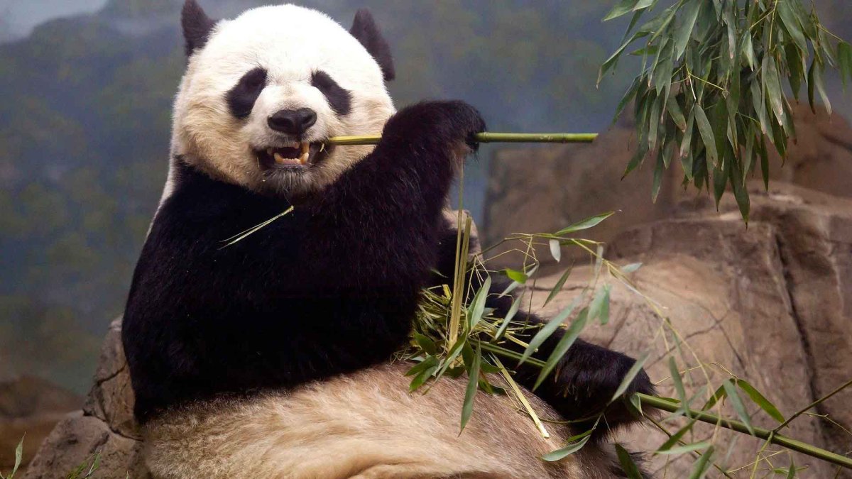 Панда бамбуковый медведь