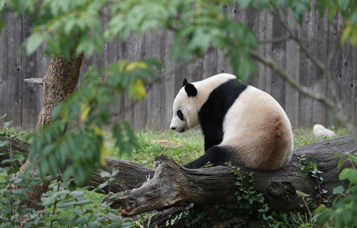 Панда 4k