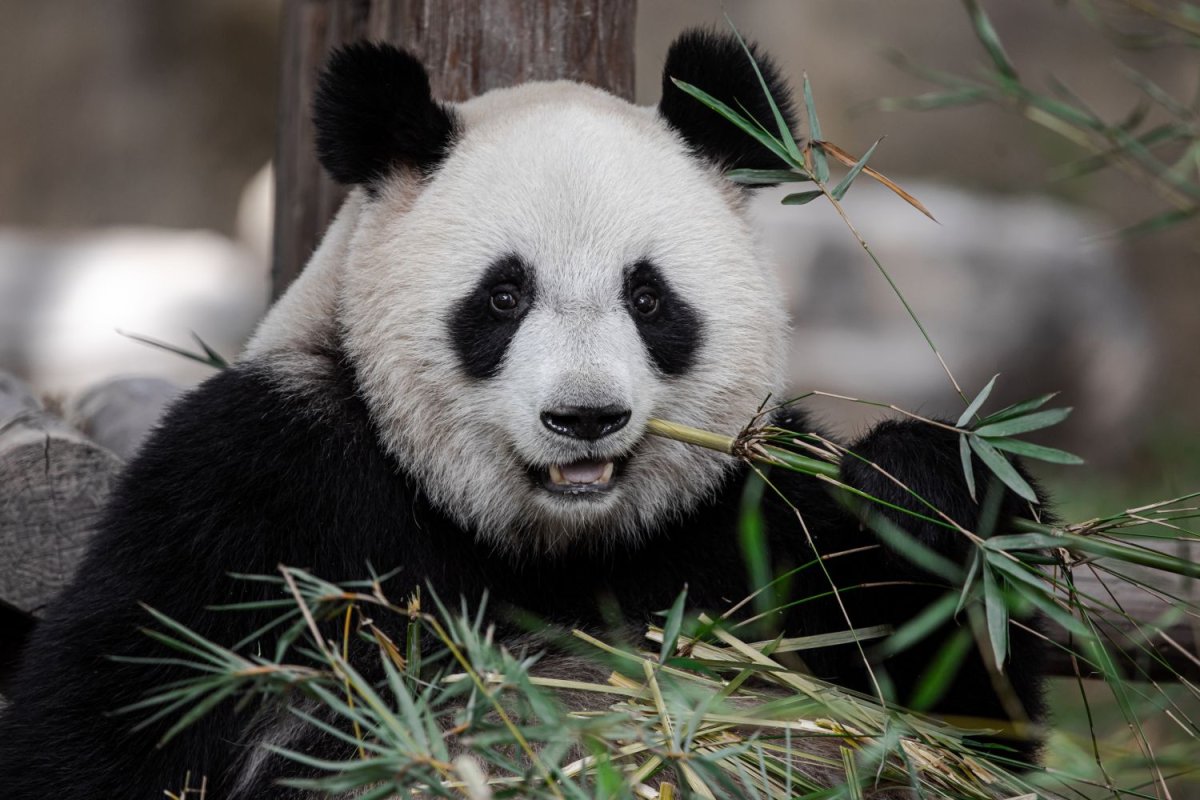 Картина по номерам GX 23209